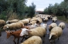 &Delta;&epsilon;&nu; &theta;&alpha; &chi;ά&nu;&omicron;&nu;&tau;&alpha;&iota; &omicron;&iota; &epsilon;&pi;&iota;&delta;&omicron;&tau;ή&sigma;&epsilon;&iota;&sigmaf; &tau;&omega;&nu; &kappa;&tau;&eta;&nu;&omicron;&tau;&rho;ό&phi;&omega;&nu; &sigma;&epsilon; &pi;&epsilon;&rho;&iota;&pi;&tau;ώ&sigma;&epsilon;&iota;&sigmaf; &laquo;&alpha;&nu;&omega;&tau;έ&rho;&alpha;&sigmaf; &beta;ί&alpha;&sigmaf;&raquo;