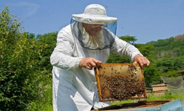 Ανοίγουν νέα προγράμματα Μελισσοκομίας