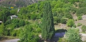 Μαγευτικές εικόνες(drone) απ΄το ιστορικό Κυπαρίσσι του Πατροκοσμά στην Πρασιά Ευρυτανίας