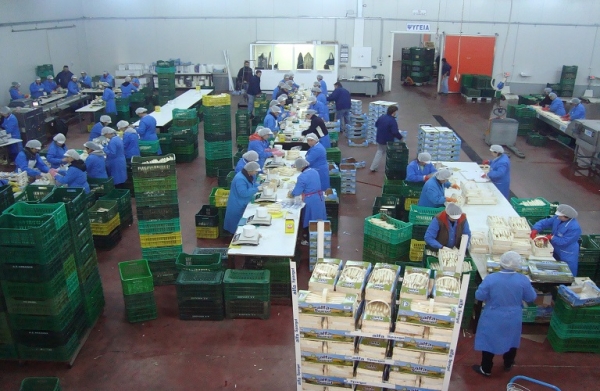 Αιτωλ/νία:Πρόσληψη εργατών στο συσκευαστήριο σπαραγγιών του Α. Σ.Νεάπολης
