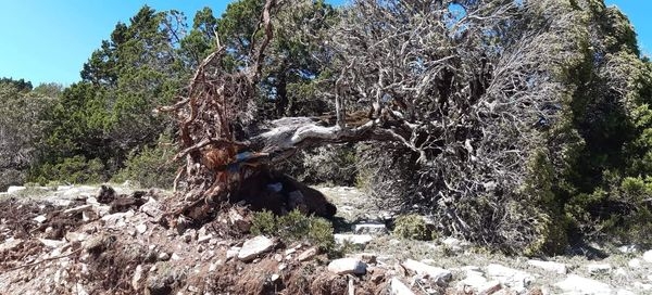 Άγραφα:Αντιδράσεις για την κοπή αιωνόβιων δέντρων -Καταστρέφουν μια πανέμορφη περιοχή