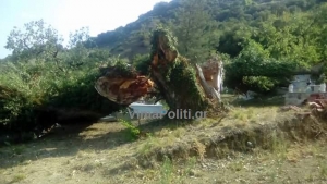 Τεράστιο δέντρο κατέστρεψε τάφους στα Βραγκιανά Αργιθέας(Φώτο)
