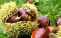 &Alpha;&iota;&tau;&omega;&lambda;/&nu;ί&alpha;:H&mu;&epsilon;&rho;&iota;&delta;&alpha; &gamma;&iota;&alpha; &tau;&eta;&nu; &kappa;&alpha;&sigma;&tau;&alpha;&nu;&iota;ά &sigma;&tau;&omicron; Ά&nu;&omega; &Kappa;&epsilon;&rho;ά&sigma;&omicron;&beta;&omicron;