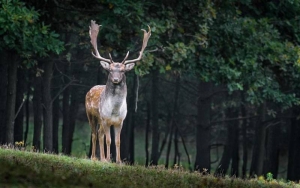 WWF: Σχεδόν το 70% της άγριας πανίδας εξαφανίστηκε από το 1970